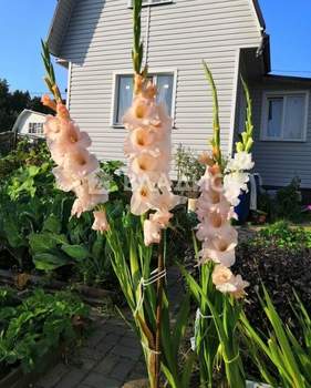 Дом 58м², 2-этажный, участок 3 сот.