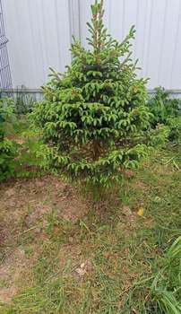 Дача 98м², 1-этажный, участок 9 сот.  